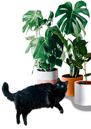 Fluffy black cat, lying next to houseplants